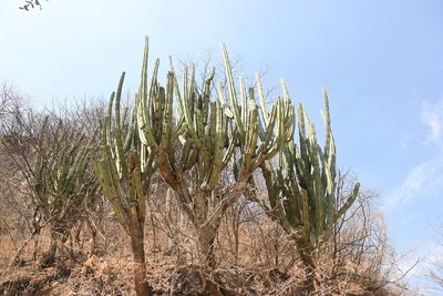 Stenocereus queretaroensis, photographed by Dante S. Figueroa