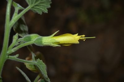 Eucnide hirta, photographed by Dante S. Figueroa
