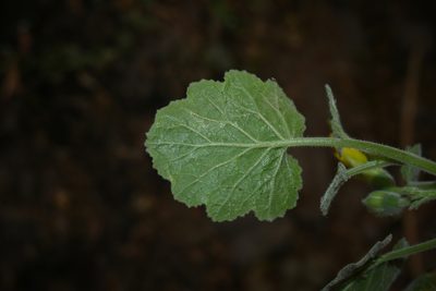 Eucnide hirta, photographed by Dante S. Figueroa