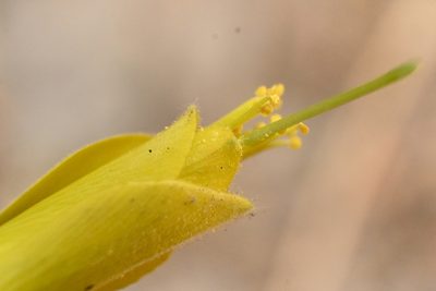 Eucnide hirta, photographed by Dante S. Figueroa