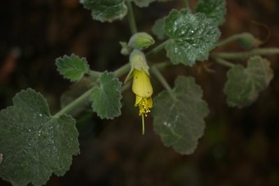 Eucnide hirta, photographed by Dante S. Figueroa