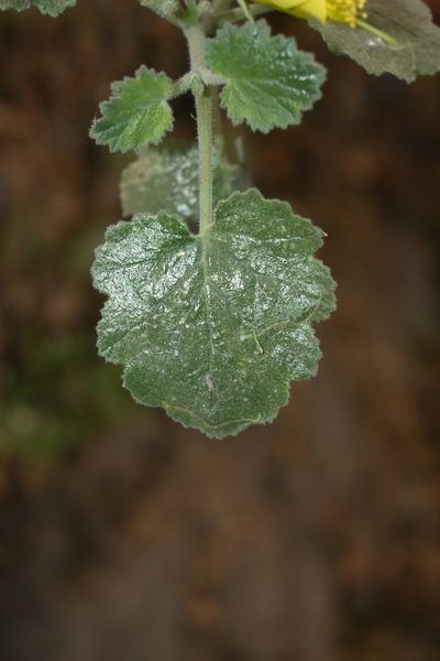 Eucnide hirta, photographed by Dante S. Figueroa