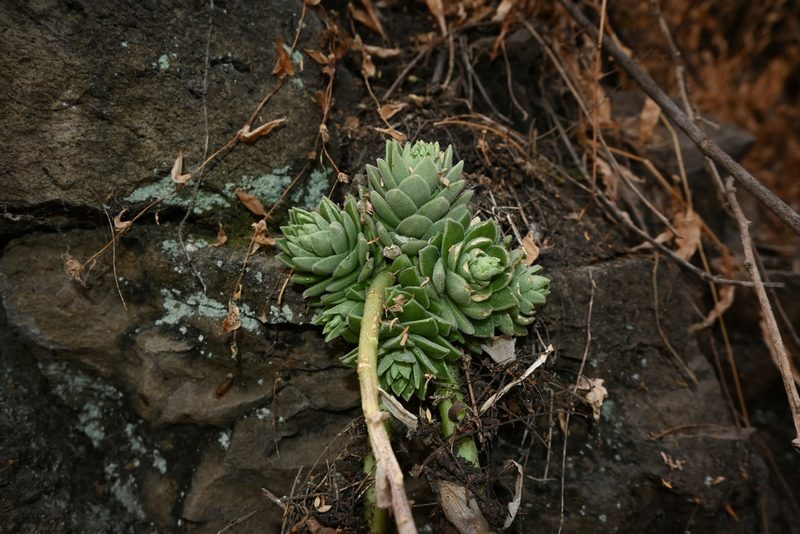 Sedum ebracteatum, photographed by Dante S. Figueroa