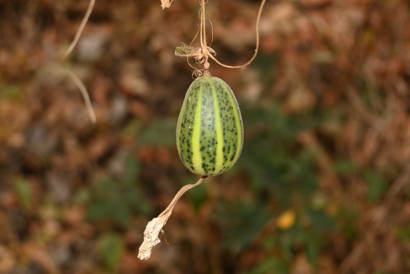 Polyclathra cucumerina, photographed by Dante S. Figueroa