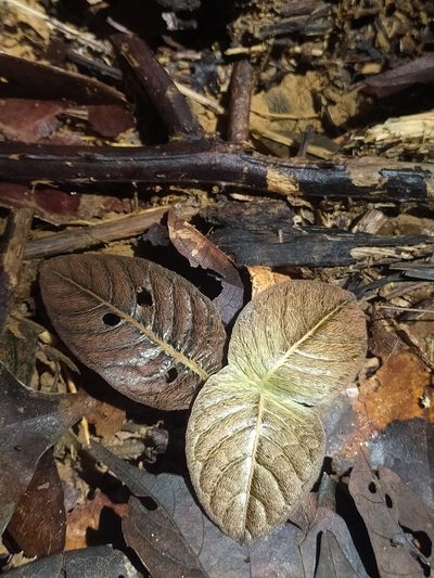 Palicourea alba, photographed by Guillaume Delaitre