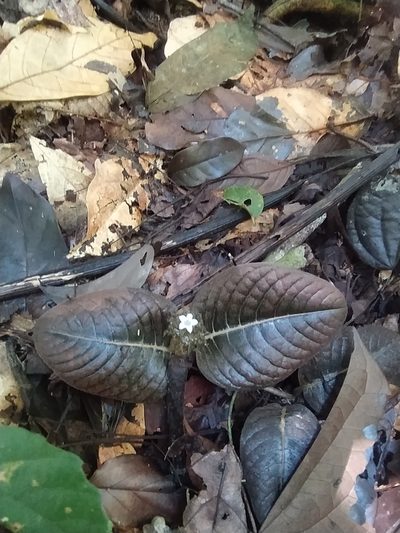 Palicourea alba, photographed by Guillaume Delaitre
