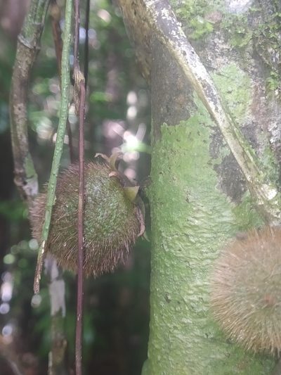 Diospyros ropourea, photographed by Guillaume Delaitre