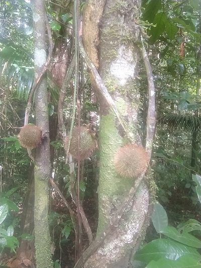Diospyros ropourea, photographed by Guillaume Delaitre