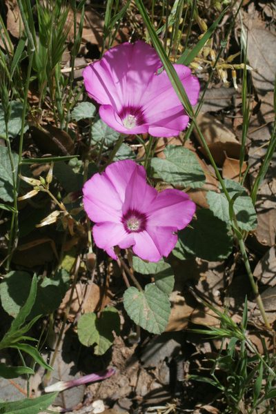Convolvulus glaouorum, photographed by Oleg Kosterin