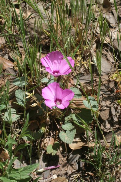 Convolvulus glaouorum, photographed by Oleg Kosterin