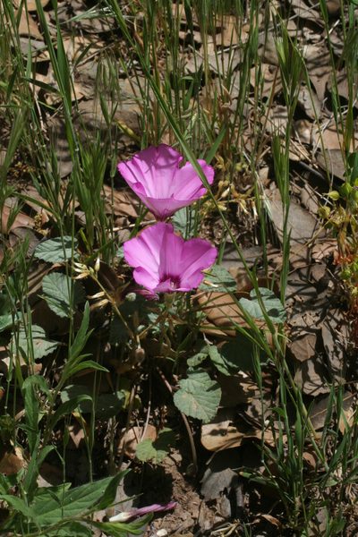 Convolvulus glaouorum, photographed by Oleg Kosterin