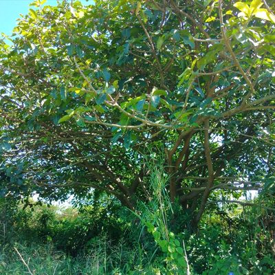Ficus lutea, photographed by Benjamin Fredlund
