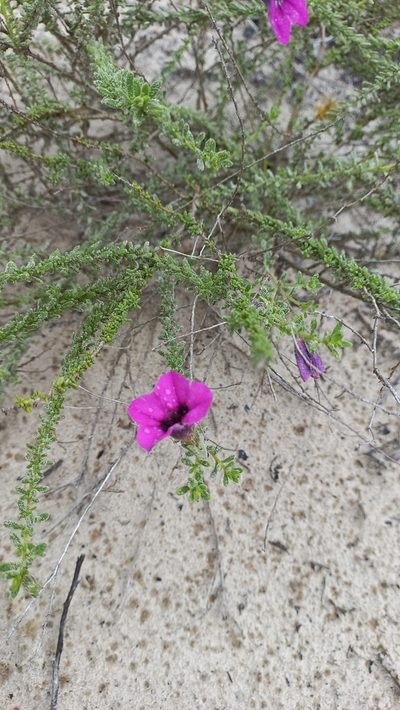 Calibrachoa heterophylla, photographed by JG