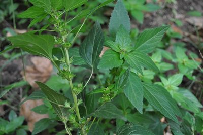 Acalypha rhomboidea, photographed by Josep Gesti