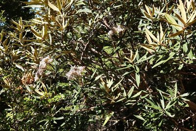Olearia lacunosa, photographed by BIHNZ
