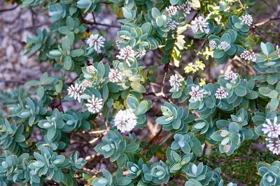 Veronica albicans, photographed by BIHNZ