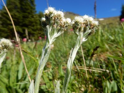 Antennaria lanata, photographed by Matt Lavin