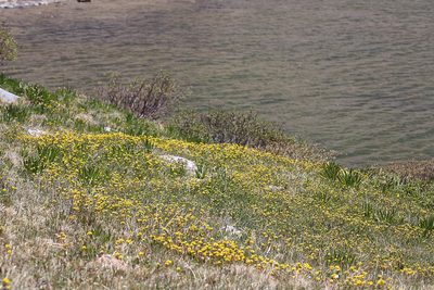 Potentilla lycopodioides, photographed by Steve Matson