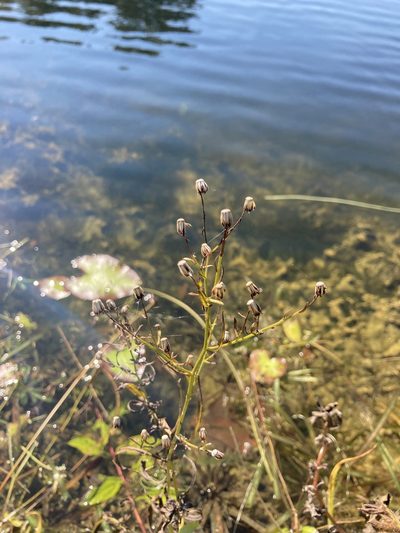 Symphyotrichum simmondsii, photographed by Liz F
