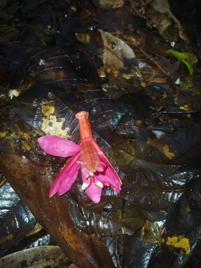 Passiflora glandulosa, photographed by Guillaume Delaitre