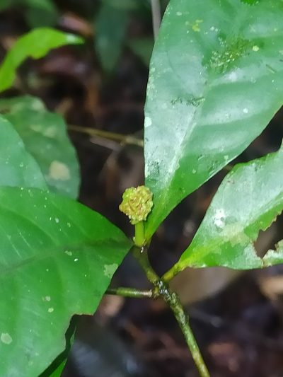 Eumachia guianensis, photographed by Guillaume Delaitre