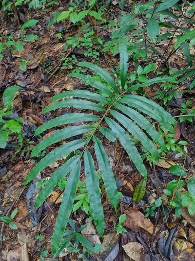 Metaxya scalaris, photographed by Guillaume Delaitre