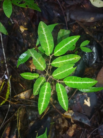 Piper consanguineum, photographed by Guillaume Delaitre
