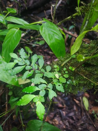 Pilea imparifolia, photographed by Guillaume Delaitre