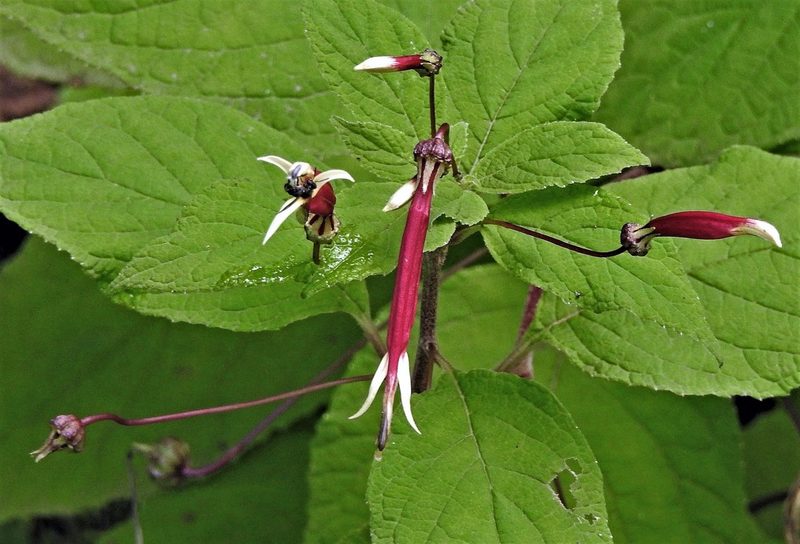 Siphocampylus argentinus, photographed by Hugo Hulsberg