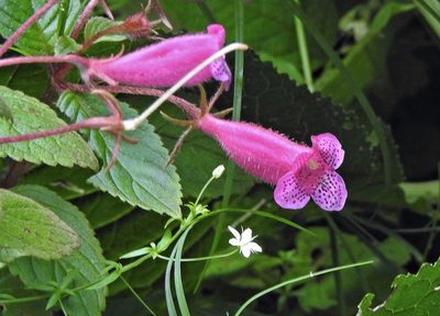Seemannia gymnostoma, photographed by Hugo Hulsberg