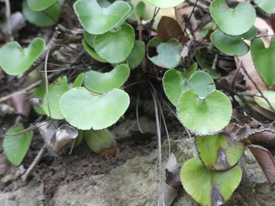 Adiantum reniforme