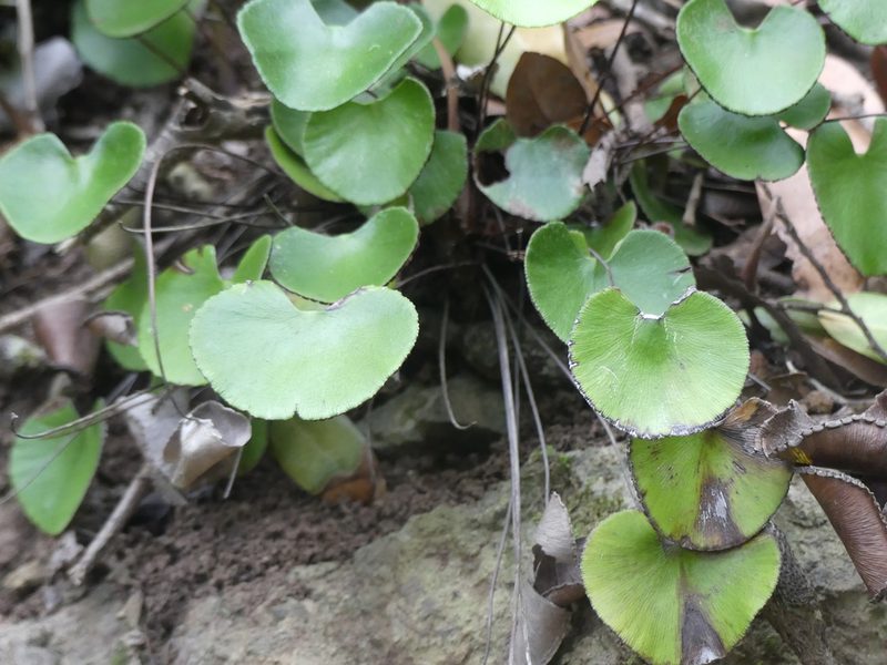 Adiantum reniforme, photographed by Valentin Moser