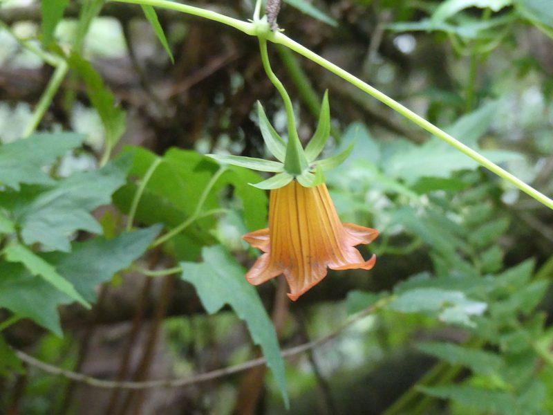 Canarina canariensis, photographed by Valentin Moser