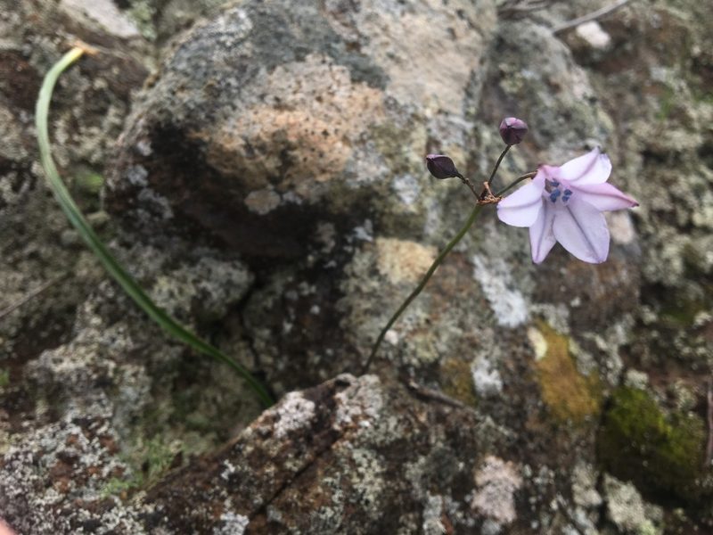 Triteleia clementina, photographed by Vincent Weber