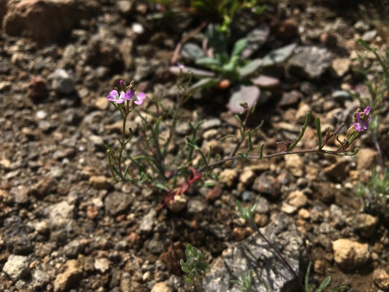 Sibara filifolia, photographed by Vincent Weber