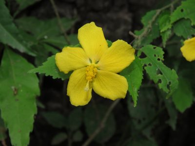 Pavonia sepium, photographed by Nicolas Olejnik