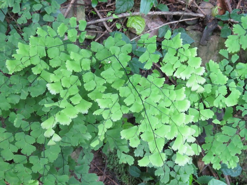 Adiantum lorentzii, photographed by Nicolas Olejnik