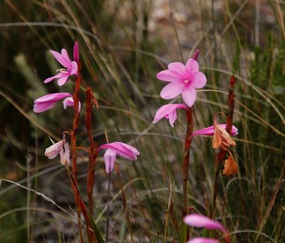 Watsonia laccata, photographed by Tony Rebelo
