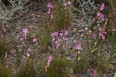 Watsonia laccata, photographed by Tony Rebelo