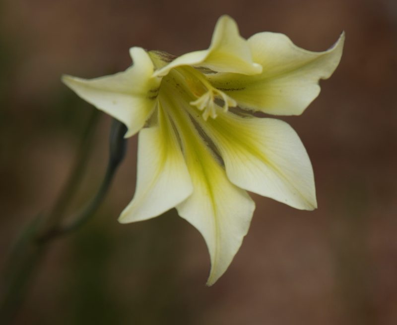 Gladiolus tristis, photographed by Tony Rebelo