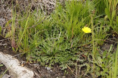 Leontodon saxatilis, photographed by Tony Rebelo