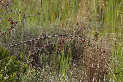 Cotoneaster pannosus, photographed by Tony Rebelo