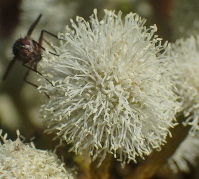 Berzelia intermedia, photographed by Nicola van Berkel