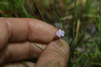 Utricularia lateriflora, photographed by Greg Tasney