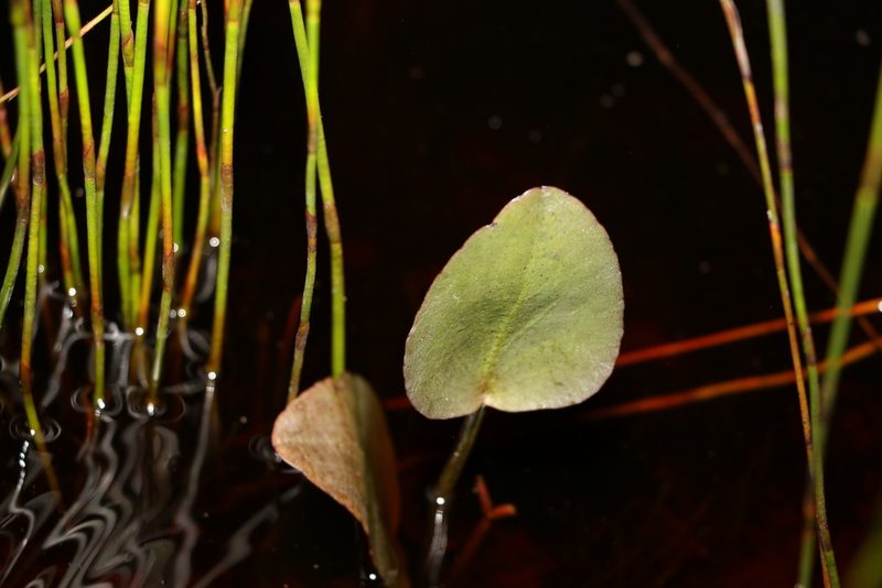 Liparophyllum exaltatum, photographed by Greg Tasney
