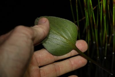 Liparophyllum exaltatum, photographed by Greg Tasney