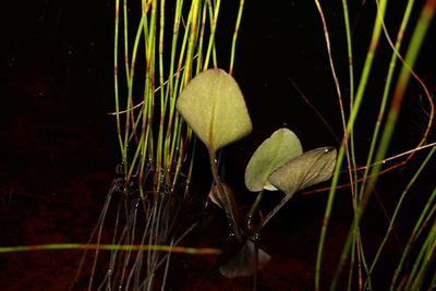 Liparophyllum exaltatum, photographed by Greg Tasney