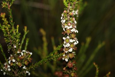 Leptospermum liversidgei, photographed by Greg Tasney