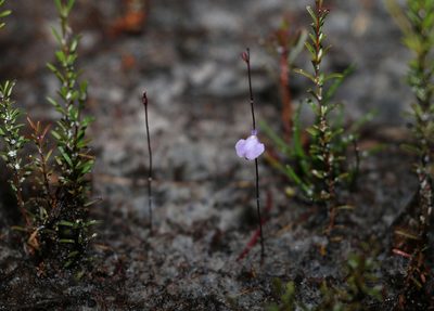 Utricularia lateriflora, photographed by Greg Tasney