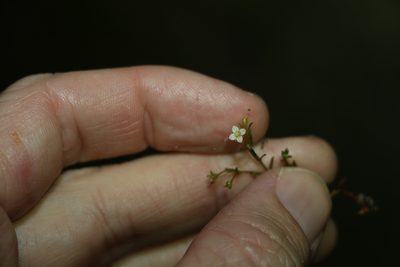 Mitrasacme paludosa, photographed by Greg Tasney